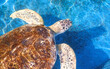 Olive Ridley Turtle is swimming in blue pond at the marine aquarium conservation center, top view with copy space