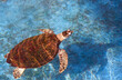 Hawksbill turtle is swimming in blue pond at the marine aquarium conservation center, top view with copy space