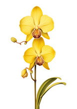 PNG Vintage Drawing Yellow Orchid Flower Petal Plant