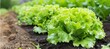 Lush green lettuce thriving in a controlled greenhouse environment, growing vibrantly