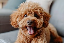 An Exuberant Apricot Poodle Smiling On A Sofa, Its Curly Fur And Joyful Demeanor Lighting Up The Room.