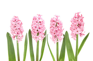 Wall Mural - Flowers hyacinth isolated on white background. Set of pink spring flowers hyacinthus.