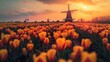 Majestic windmill overlooks the radiant orange and yellow tulip fields in Dutch countryside signaling the bursting spring bloom