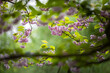 Wiosenne, różowe kwiaty, kwitnące drzewa wiśni w ogrodzie (Cherry blossom)	