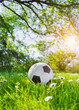  The soccer football lays on a green grass with flowers. Poster.