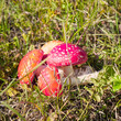 Several fly agarics are stacked on grass
