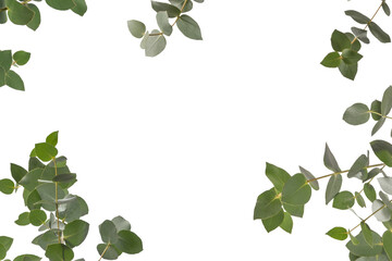 Wall Mural - Eucalyptus sprig isolated on a white background.