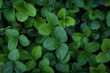 Strawberry leaves background. Fresh green garden strawberry plant leaves from above position. Green foliage texture