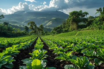 Canvas Print - In the morning light, farmland stretches across the scenic countryside, promising a bountiful harvest.