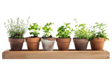 Fototapeta Młodzieżowe - Herb Garden Selection in Terracotta Pots on Wooden Shelf Isolated