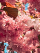 blooming sakura flowers close up