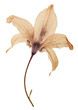 PNG Real pressed a single lily plant flower petal art