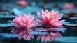   Two pink water lilies float atop a body of water, their large, circular leaves unfurled above the surface Beneath the water, lily pads dot the seab