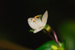 Weisse kleine Blüte einer Zimmerpflanze makro