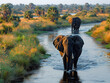 African elephant (Loxodonta africana), African steppe elephant or African bush elephant