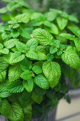 Wall Mural - lemon balm (melissa) herb in flowerpot on balcony, urban container garden concept