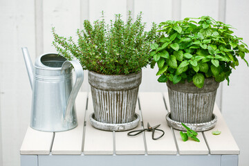 Wall Mural - lemon balm (melissa) and thyme herb in flowerpot on balcony, urban container garden concept