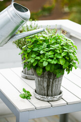 Canvas Print - watering lemon balm (melissa) and thyme herb in flowerpot on balcony, urban container garden concept