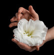 hands holding white fragile flower on black background, care love tenderness sensitivity concept