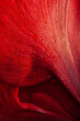 red winter christmas flower amaryllis Merry Christmas closeup