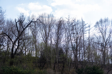 Wall Mural - Tree Branch against blue sky in winter