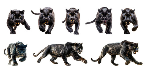 Set of black panther cut out isolated on transparent