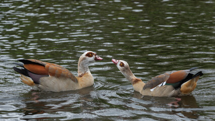 Wall Mural - In spring a male and female Nile or Egyptian goose (Alopochen aegyptiaca) stay together