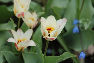 Wall Mural - beautiful blooming white tulip with red and yellow drops close-up