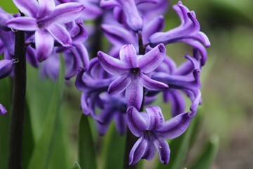 Wall Mural - beautiful purple hyacinth flowers close up on blurred background