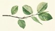 Botanical Illustrations: A photo of a leafy branch in a detailed botanical illustration