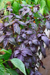 Purple basilic plantation. Close up on organic fresh purple basil leaves. Close-up.