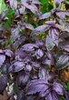 Growing purple basil in a greenhouse. Industrial production of greens. Selective focus.