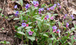 The first spring flowers of lungwort Pulmonaria officinalis are blooming beautifully in the forest.