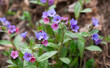 Pulmonaria officinalis. Pulmonaria officinalis blooms in the forest.