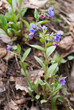 The first spring flowers of the medunica. Pulmonaria officinalis. Close up.