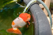 Goldfish in aquarium fish pond close up