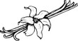 Vector vanilla stick with flower line art