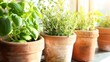 Fresh Homegrown Herbs in Terracotta Pots on Sunny Windowsill