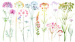 Collection of queen annes lace flowers watercolor cutout png isolated on white or transparent background
