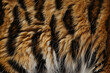 Fluffy Fur of wild tiger