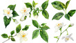 Collection of jasmine flowers watercolor cutout png isolated on white or transparent background
