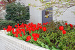 Spring landscape. Red tulips on flower bed