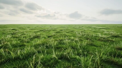 Wall Mural - Vibrant green grass field with meticulous clipping paths, perfect for product montages and commercial presentations.