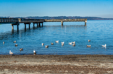 Canvas Print - Birds And Pier