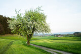 Fototapeta Sypialnia - Green meadows in blooms, pringtime in Bavaria, Germany