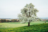 Fototapeta  - Pear tree blossoms, beautiful spring landscape
