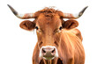 Portrait of a cow with horns isolated over transparent background
