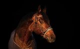Fototapeta Konie - portrait of bay  sportive Trakehner stalion  horse-cover at sunset. close up