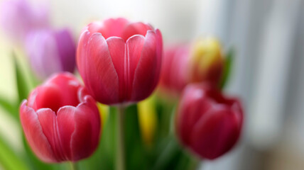 Wall Mural - détail de bouquet de tulipes