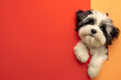 Cute dog on color background.